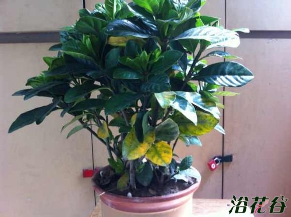 <a href='https://www.861230.com/guanhuazhiwu/11.html' target='_blank'><u>栀子花</u></a>叶子发黄图解