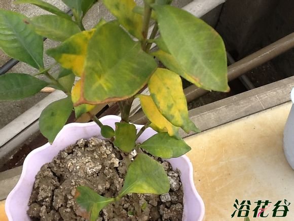<a href='https://www.861230.com/guanhuazhiwu/11.html' target='_blank'><u>栀子花</u></a>叶子发黄图解