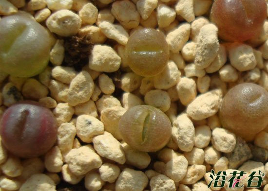 生石花僵苗怎么办