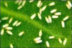 白粉虱防治方法