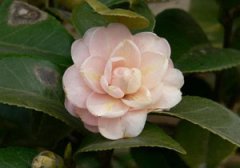 茶花病虫害图片