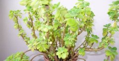 碰碰香叶子发黄的原因分析
