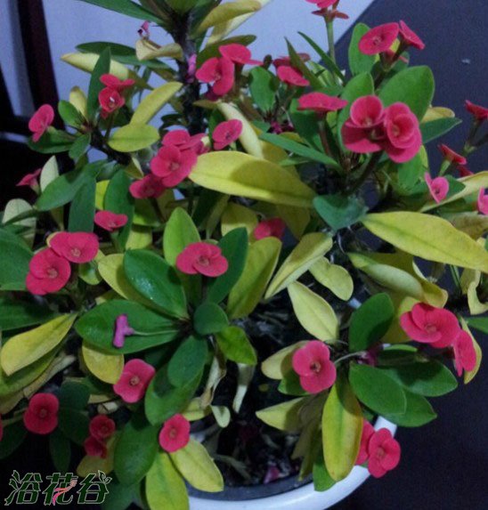 <a href='https://www.ahuacao.com/duorouzhiwu/2.html' target='_blank'><u>虎刺梅</u></a>叶子发黄