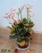 长寿花叶子发黄