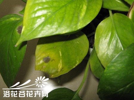 绿萝叶子发黄的原因及解决方法