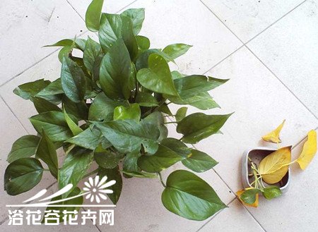 绿萝叶子发黄的原因及解决方法