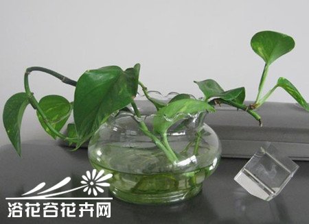 绿萝叶子发黄的原因及解决方法