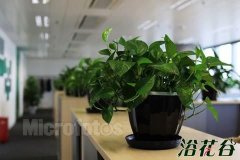 办公室绿色植物变黄