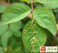 红蜘蛛,蚜虫的环保杀灭方法