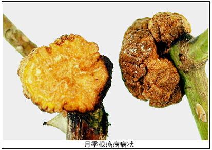 花卉根癌病的防治(图)