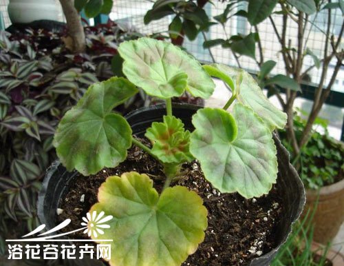 <a href='https://www.861230.com/guanhuazhiwu/6634.html' target='_blank'><u>天竺葵</u></a>叶子发黄的防治方法