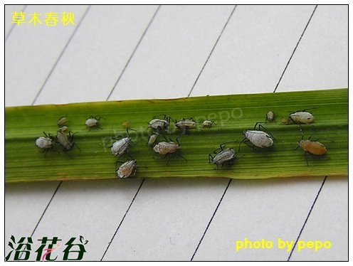 蚜虫 大花<a href='https://www.861230.com/guanhuazhiwu/6695.html' target='_blank'><u>萱草</u></a>