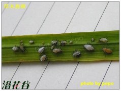 花卉常见蚜虫图谱