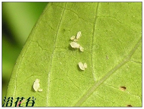 <a href='https://www.861230.com/guanhuazhiwu/3189.html' target='_blank'><u>紫薇</u></a>-蚜虫