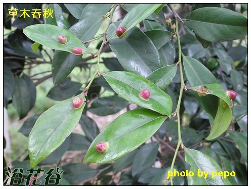 杭州新胸蚜 蚊母树