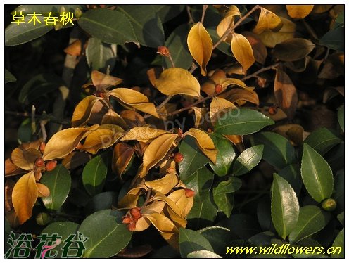 日本龟蜡蚧危害<a href='https://www.861230.com/guanhuazhiwu/6778.html' target='_blank'><u>茶梅</u></a>，导致枯死
