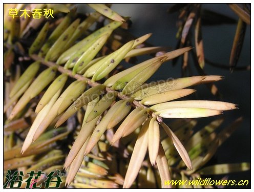 介壳虫危害日本冷杉