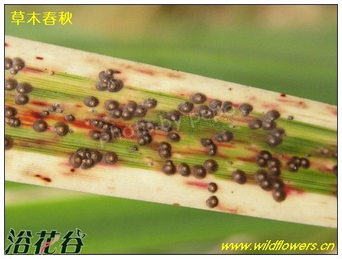 介壳虫 银边山菅兰