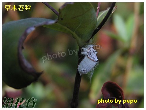 澳洲吹棉介 <a href='https://www.861230.com/guanhuazhiwu/6847.html' target='_blank'><u>金丝桃</u></a>