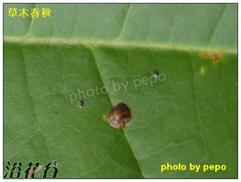 介壳虫 <a href='https://www.ahuacao.com/guanhuazhiwu/54.html' target='_blank'><u>白兰花</u></a>