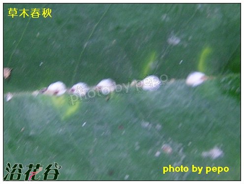 <a href='https://www.861230.com/guanhuazhiwu/54.html' target='_blank'><u>含笑</u></a>--考氏白盾蚧