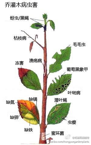 花卉病虫害图谱