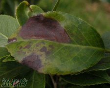 茶花炭疽病的防治方法(图)