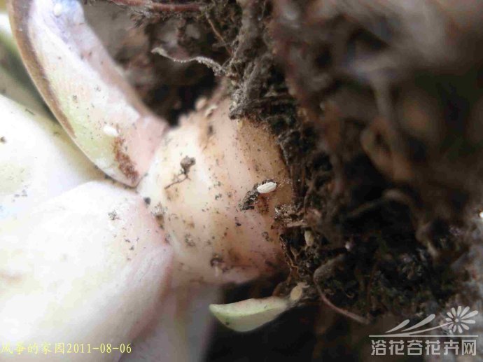 浅谈根粉蚧的防治