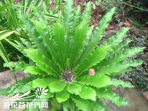 鸟巢蕨叶子发黄
