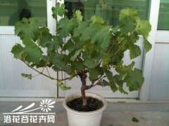 盆栽葡萄落果原因