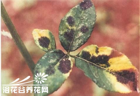 <a href='https://www.861230.com/guanhuazhiwu/44.html' target='_blank'><u>月季</u></a>黑斑病的防治方法