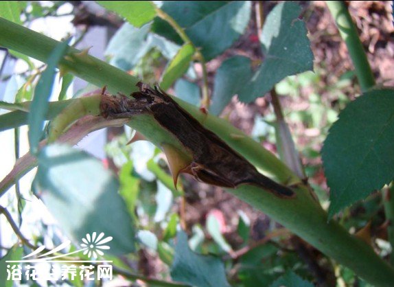 <a href='https://www.861230.com/guanhuazhiwu/44.html' target='_blank'><u>月季</u></a>枝枯病的防治方法