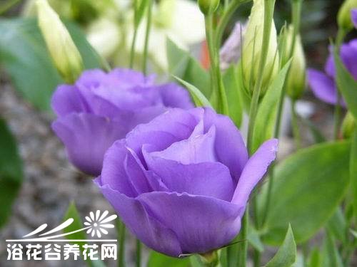 洋<a href='https://www.861230.com/guanhuazhiwu/41.html' target='_blank'><u>桔梗</u></a>常见病害的防治方法