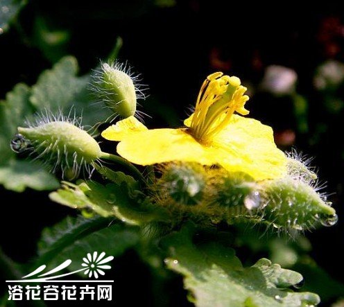 植物性杀虫剂的应用 