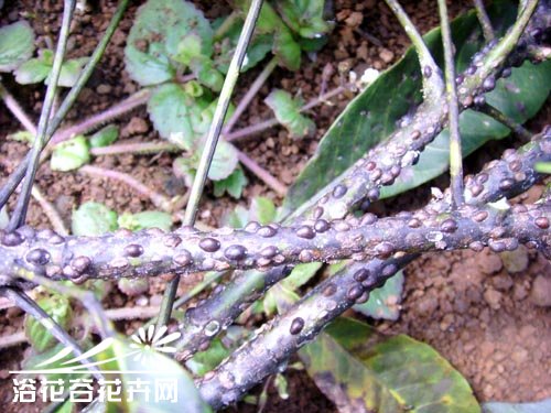 花卉介壳虫的家庭防治