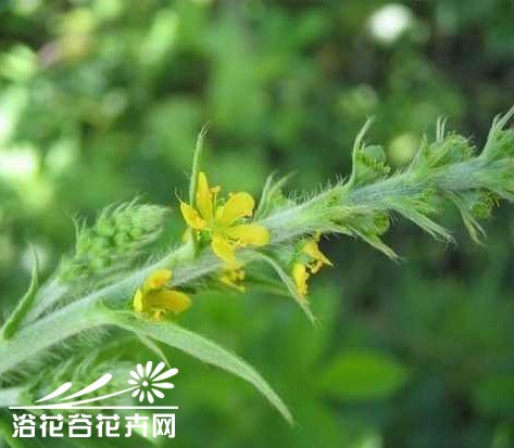 植物性杀虫剂的应用 