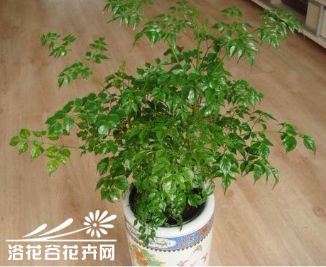幸福树常见病虫害防治