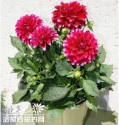 大丽花的病虫害防治