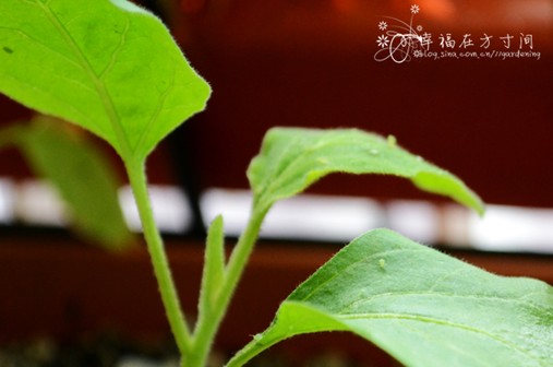 配制绿色安全喷雾——有机花园的病虫害防治