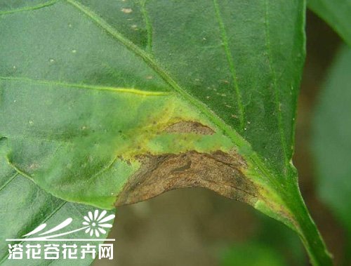 <a href='https://www.861230.com/guanhuazhiwu/6747.html' target='_blank'><u>丽格海棠</u></a>灰霉病防治方法