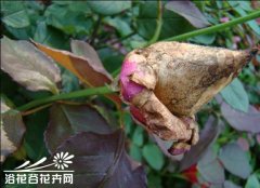 月季灰霉病的防治方法