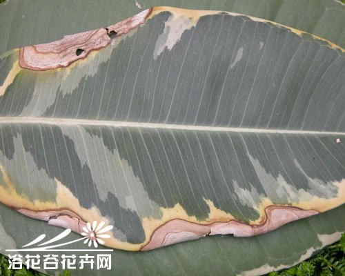 橡皮树炭疽病