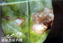 茉莉花叶斑病的防治方法