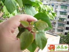 角梅不开花的原因