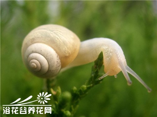 怎样杀死土中的蜗牛