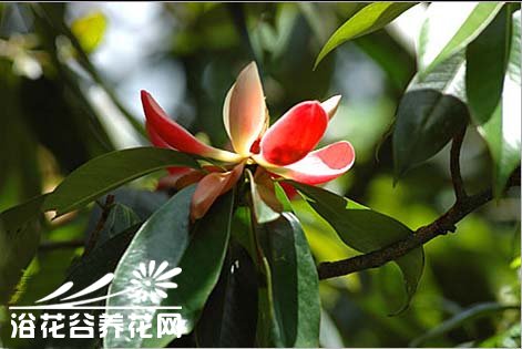 红花<a href='https://www.ahuacao.com/guanhuazhiwu/1064.html' target='_blank'><u>木莲</u></a>的常见病虫害