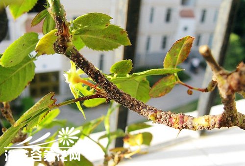 介壳虫的防治