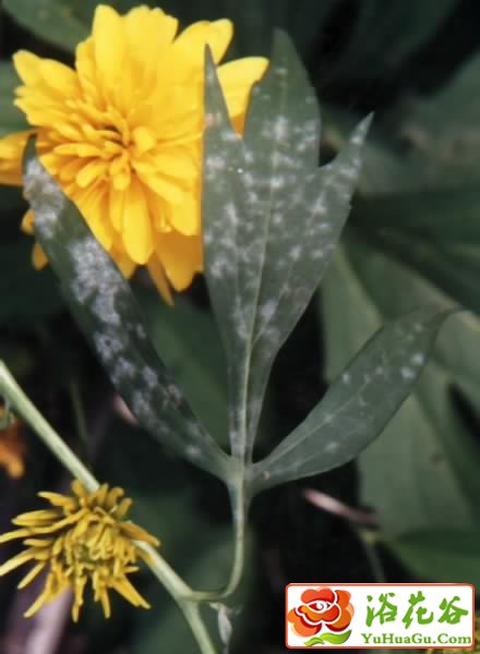 菊花白粉病