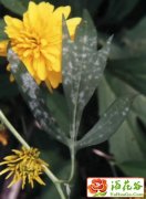 如何防治菊花白粉病