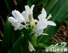姜花(野姜花)的养殖养护方法